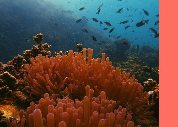 Pantone elege Living Coral cor 2019